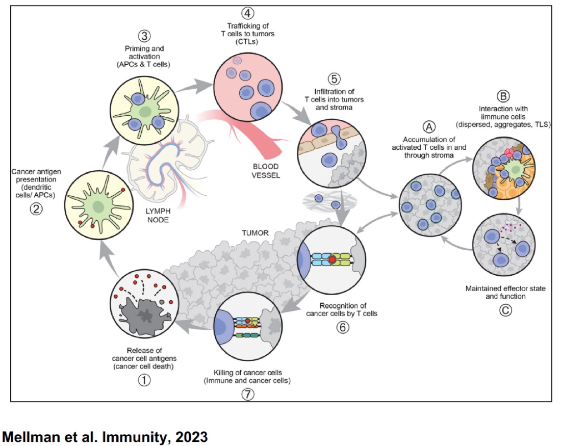 Diagram of the seven-step cancer-immunity cycle