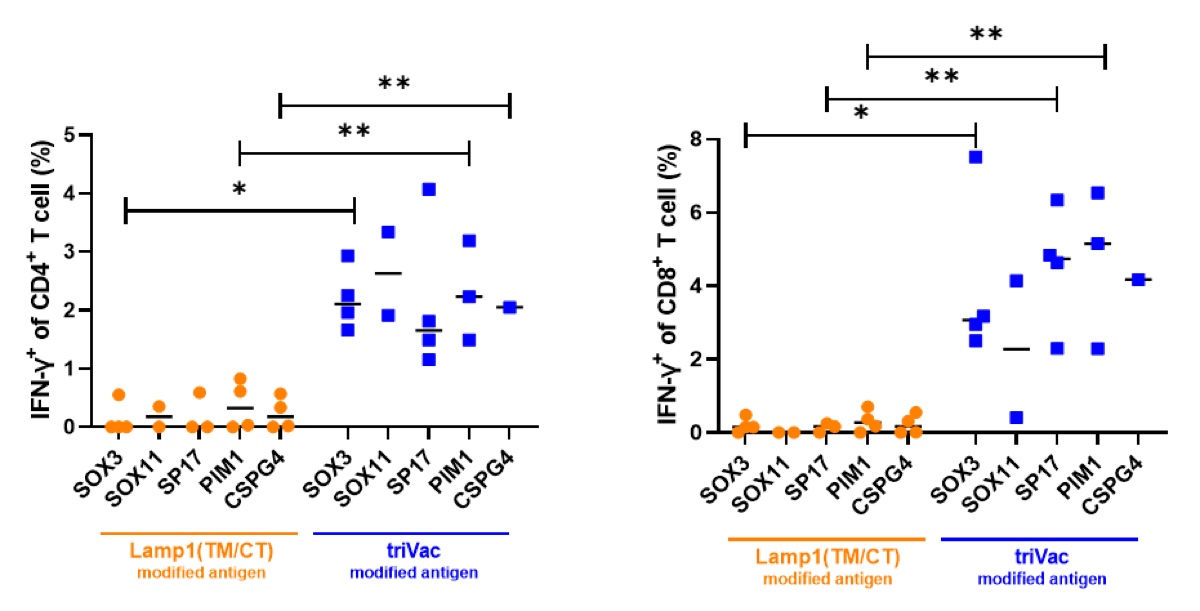 Scatter plots of IFN-gamma positive CD4 and CD8 T cells for five antigens, LAMP1 versus triVac modification